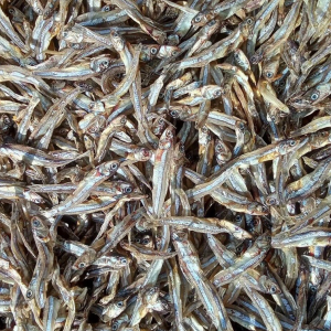 Cá cơm khô luân nuôi