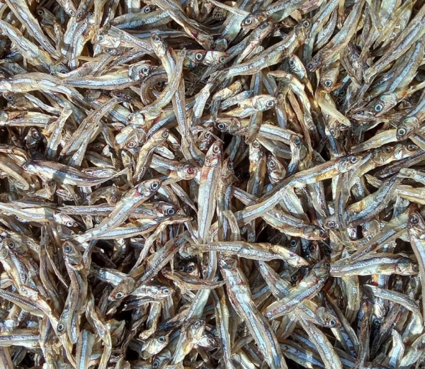 Cá cơm khô luân nuôi