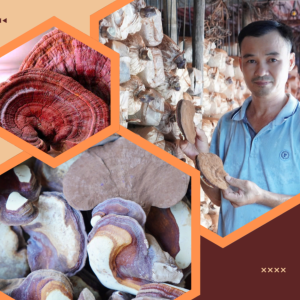 Nấm linh chi Phương Uyên