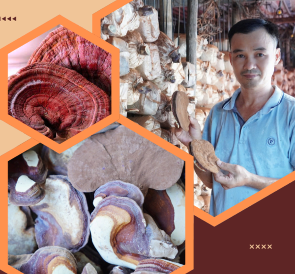 Nấm linh chi Phương Uyên