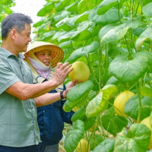 Dưa kim hoàng hậu Hồng Đức
