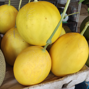 Dưa vàng Thảo Hiền